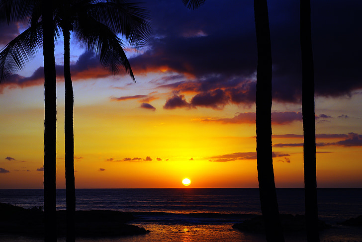 palm tree under golden hour photograph