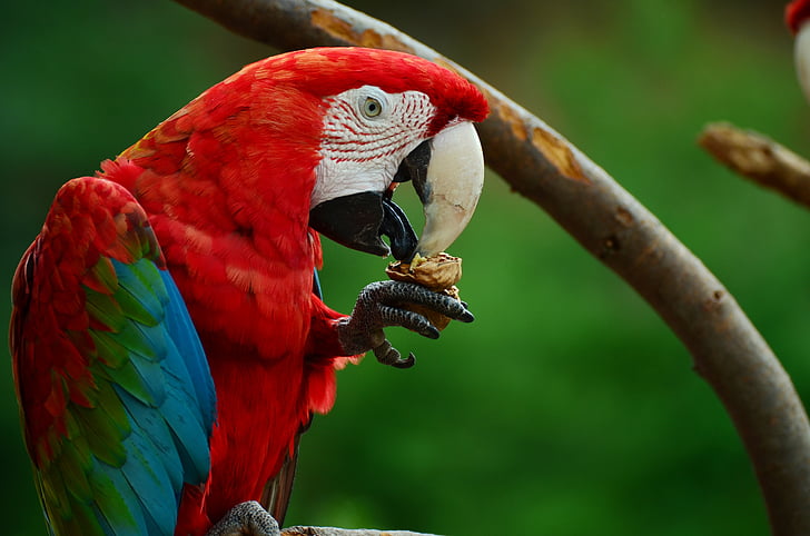 Macaw close up photo
