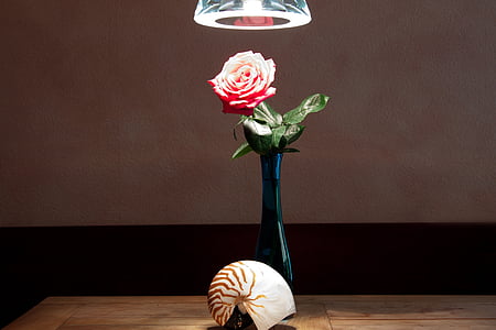 close up photo of gray and brown nautilus shell in front red rose centerpiece
