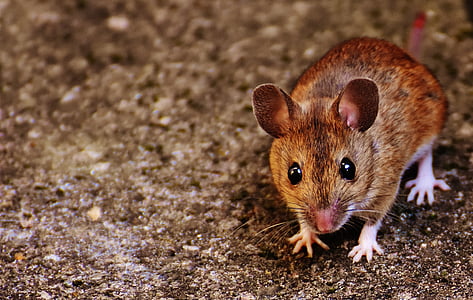 shallow focus photography of brown rat