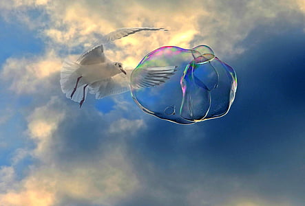 white gull flying near bubble