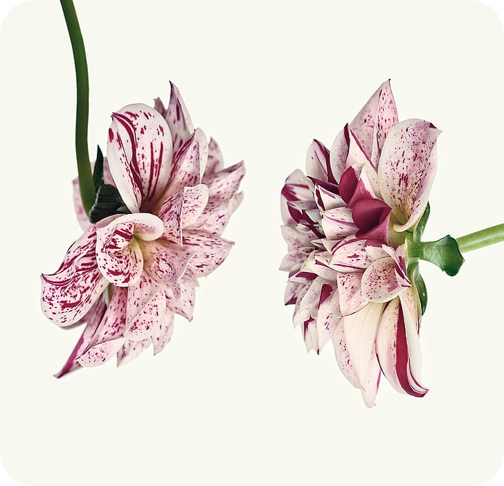 two pink-and-white flowers