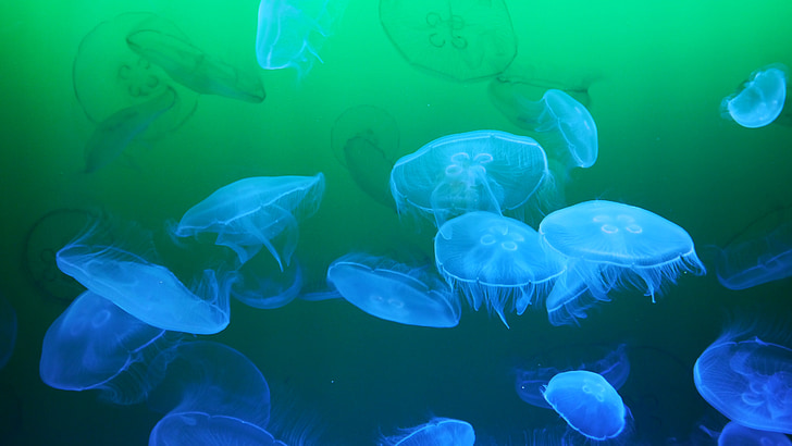 jellyfish digital wallpaper
