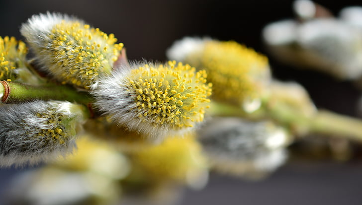 shallow depth of field yellow and white flowers