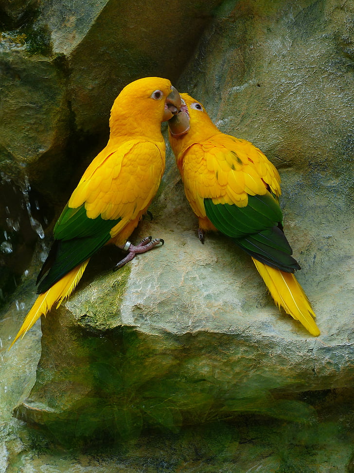 two yellow-and-green parrots on gray surface