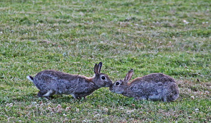 two gray rabbits on grass field