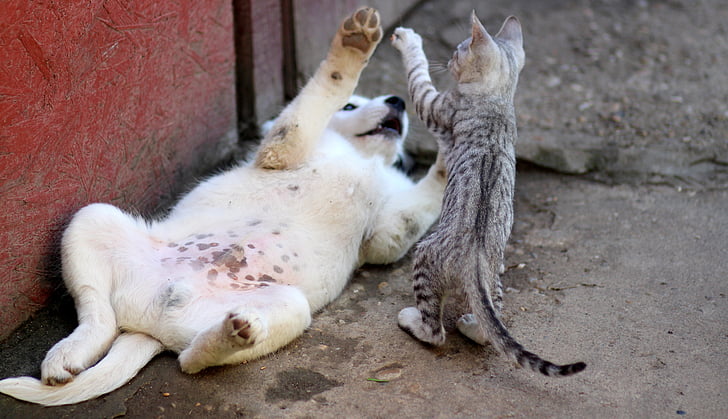 yellow Labrador retriever puppy and gray tabby kitten playing outside the house at daytime