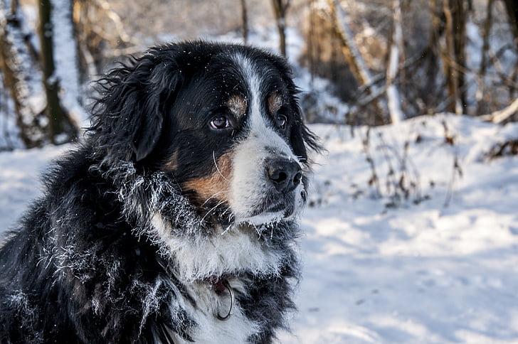 white, brown, and black Bernese mountain dog in snowy forest