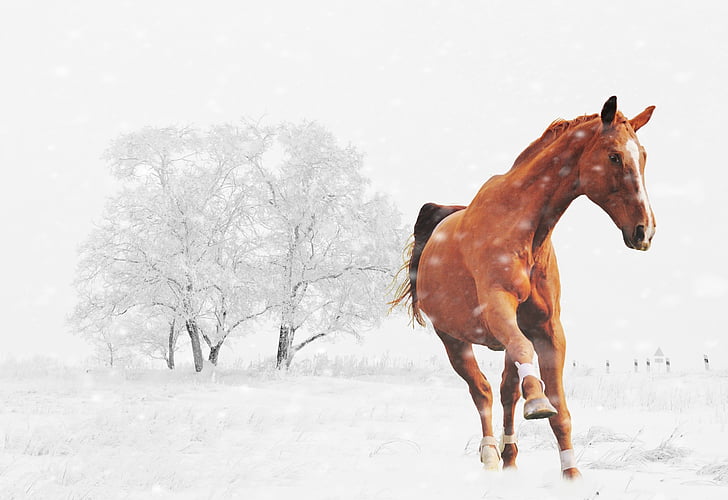 galloping horse on snow illustration