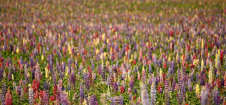 assorted-color lupine flower field