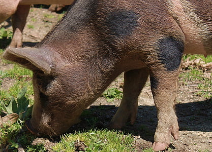 brown pig eating green grass