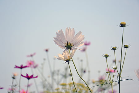 close up photo of white daisy