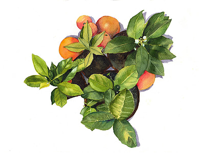 orange and green fruit and plant illustration