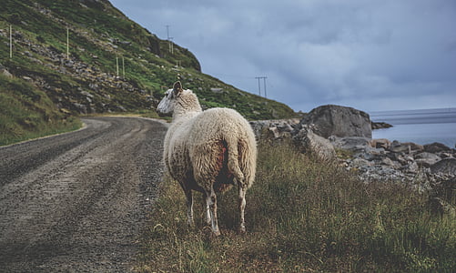 sheep beside road