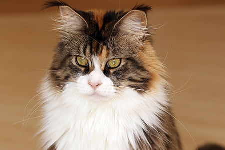 white, brown, and black main coon cat