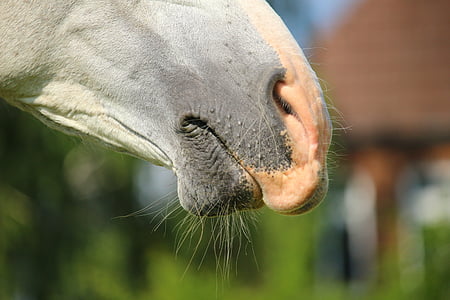 closeup photo of gray horse