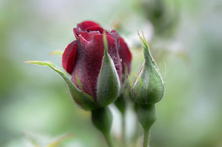 selective focus photography of red rose flower bud