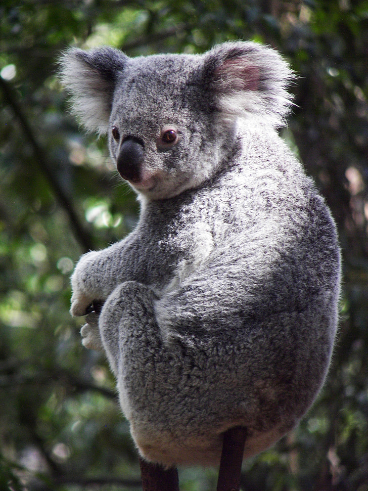 selective focus photography of gray koala