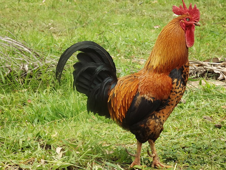 Royalty-Free photo: Orange and black rooster | PickPik