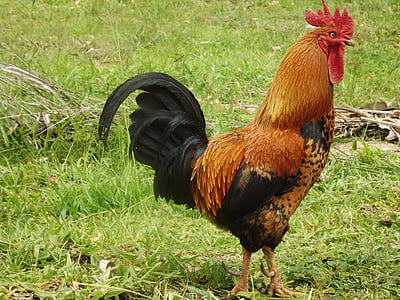 orange and black rooster