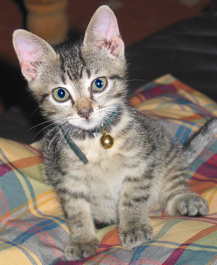 photo of brown tabby kitten