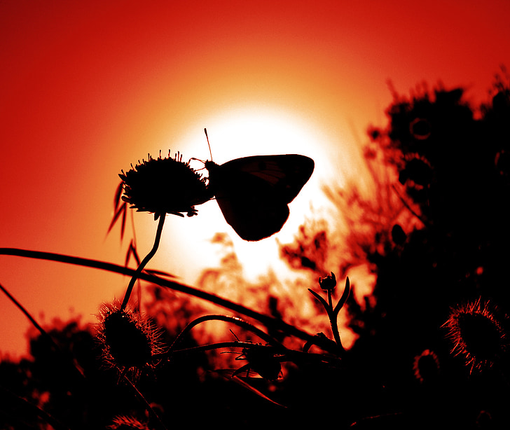 silhouette of butterfly perched on flower during golden hour photo