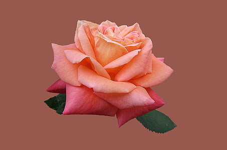 pink rose