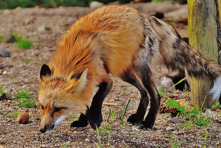 fox smelling ground during daytime