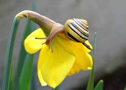 brown, yellow, and black snail