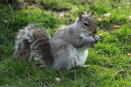 gray squirrel on green grass