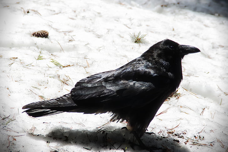 black raven on white sand