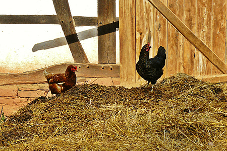 two black and red hens standing on brown soil