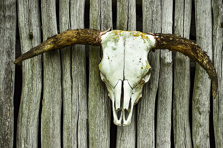 brown and white antler decor