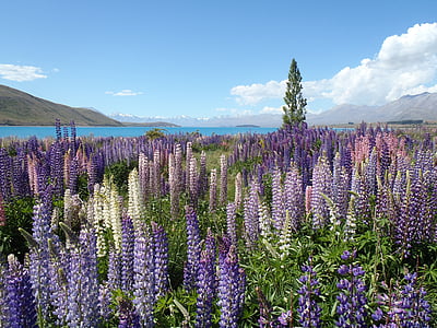 purple Hyssop flower field during daytime