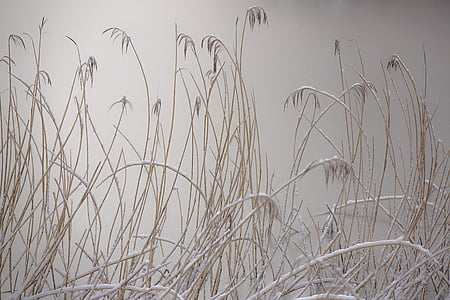 brown grass with mist in closeup photography