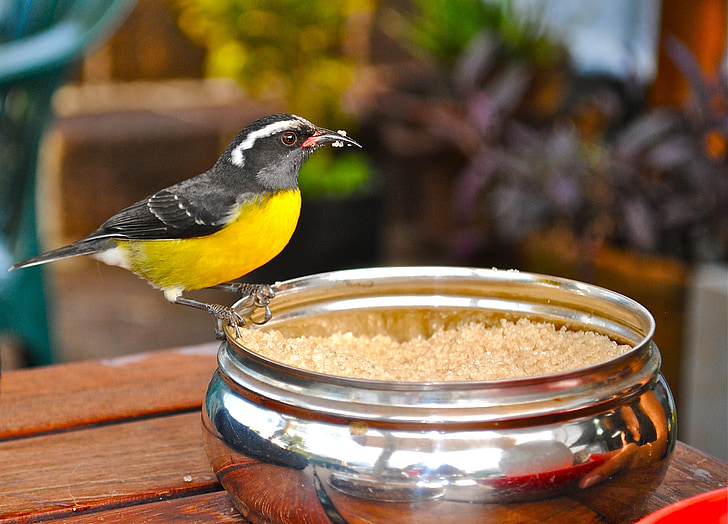 bird standing on stainless steel bowl