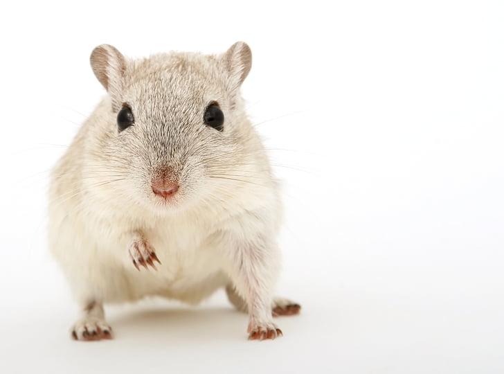 grey and white hamster in white background