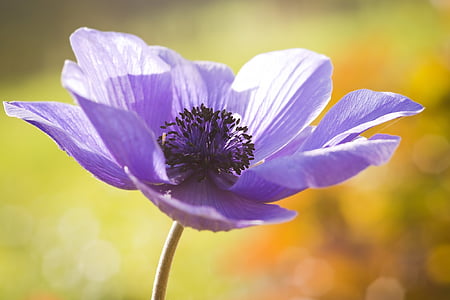 macro photography of purple flower