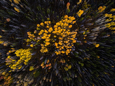 aerial photo of yellow petaled flowers