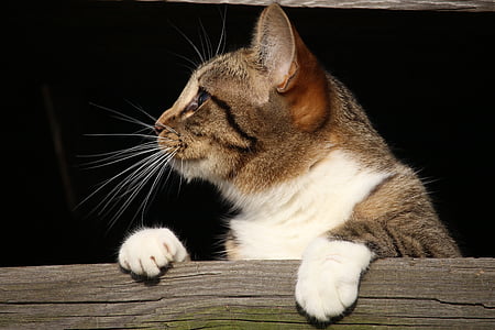 brown and whit tabby cat