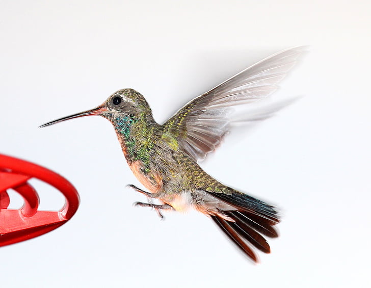 closeup photo of green and brown hummingbird