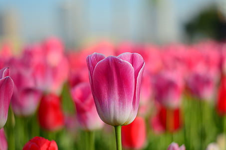 selective focus photography of pink tulip