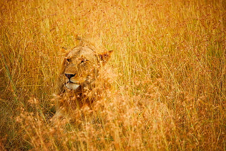 lion sitting on yellow grass field during daytime