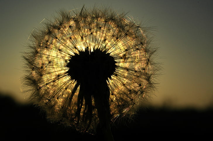 shallow focus photography of dandelion silhouette