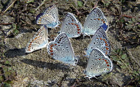 several gray-and-black butterflies on ground