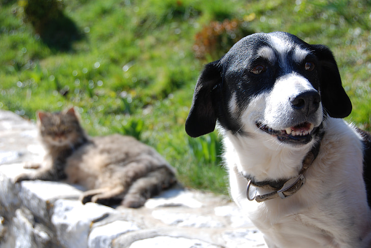 adult short-coated white and black dog standing on concrete wall near brown cat lying on wall