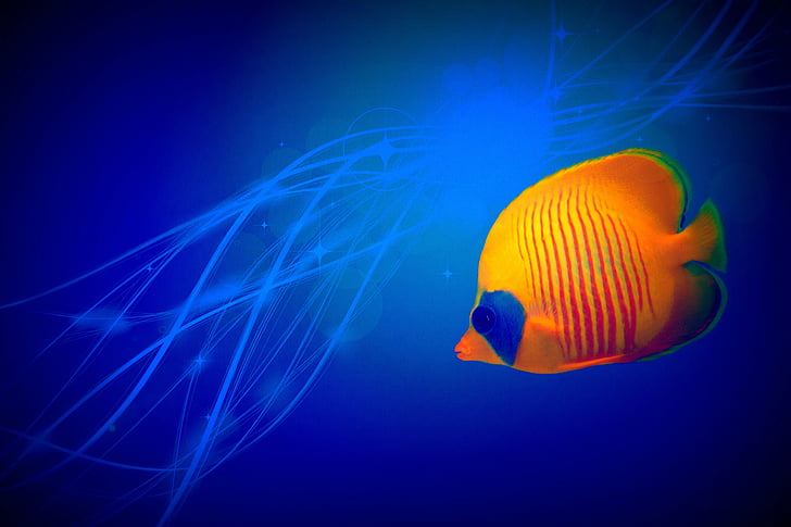orange and blue fish illustration