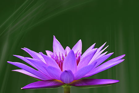 purple flower macroshot photo