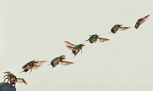 seven flying insects