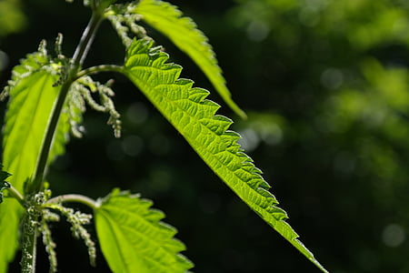 selective focus photo of ovate leaf